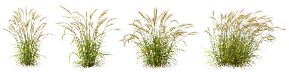 Wall Mural - cutout meadow grass field shape transparent backgrounds 3d rendering png file