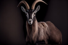 Portrait Of A Alpine Ibex On A Black Background. Generative Ai