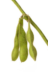 Sticker - Fresh harvested soybean (edamame) plant isolated on white background