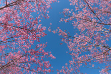 Wild Himalayan Cherry Or It Is Called Cherry Blossom Of Thailand With Blue Sky Background.