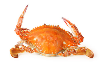 Sticker - cooked crab on white background