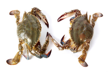 Canvas Print - Crab on white background