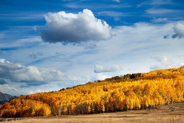 Wall Mural - Goldn aspens in Colorado's San Juan Mountains