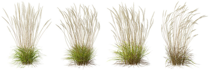 nature tall meadow grass cut out transparent backgrounds 3d illustration