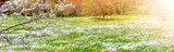 Fototapeta Kawa jest smaczna - Panoramic view of the colourful meadow with blossoming cherry trees.
