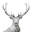 Vector illustration of hand drawn noble deer