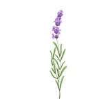 Fototapeta Lawenda - Blooming lavender flower. French lavendar, floral plant with blossomed lavanda. Provence lavandula. Violet purple aromatic lavander. Hand-drawn vector illustration isolated on white background