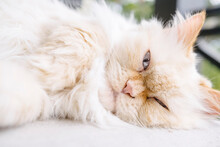 Cute Persian Cat Lying On Rug
