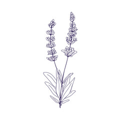 Wall Mural - French lavendar, botanical vintage drawing. Outlined flowers branch, contoured floral plant, lavanda. Engraved lavandula stems, blooms. Hand-drawn vector illustration isolated on white background