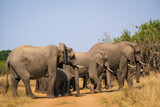 Fototapeta Natura - Breeding herd of elephants
