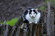 A black and white cat crouches on a tree stump ready to hunt