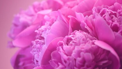 Poster - Pink peony bouquet on pink background. Blooming peony or roses flowers rotating close-up. Wedding backdrop, Valentine's Day concept. Birthday bunch. Blossom, flower closeup. Slow motion. 