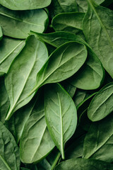 Fresh green baby spinach leaves, natural background.