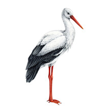 Stork Bird Watercolor Illustration. Hand Drawn Ciconia Ciconia Avian. Beautiful Single Standing European White Stork Element. Detailed Illustration. Wildlife Bird With Red Beak.