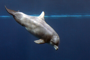 dolphin in water
