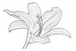 daylily with white background
