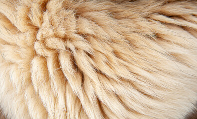 Wall Mural - beautiful spotted fur close-up. texture of brown animal wool. dog fur.