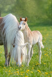Fototapeta Koty - Cute little Haflinger horse foal standing beside its mother, nibbling at her mane, on a green grass meadow in spring