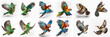 Set of macaw parrots on white background