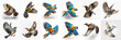 Set of macaw parrots on white background