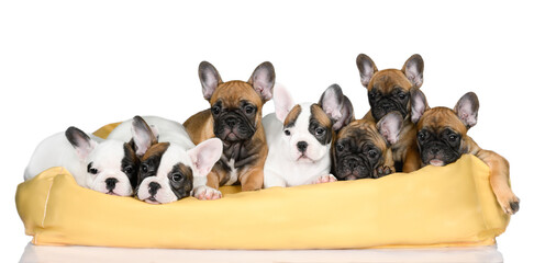 Wall Mural - group of seven french bulldog puppies resting on a pet bed