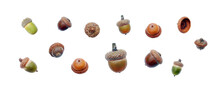Acorns Set Isolated. PNG With Transparent Background. Flat Lay. Clipping Path
