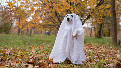 Wall Mural - Jack Russell Terrier dog in a ghost costume in the autumn forest. 