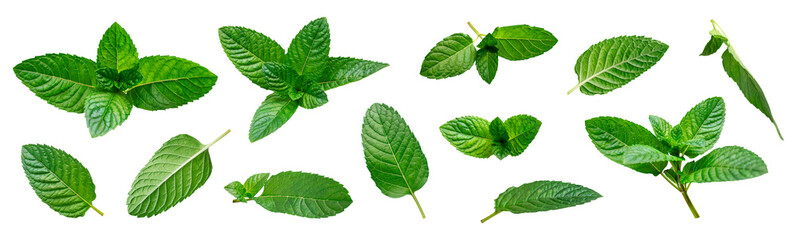 Wall Mural - Collection of green fresh mint leaves isolated on white background. Mint, peppermint, spearmint, lemon balm plant, menthol, tea ingredient, seasoning. Fragrant plant, extract for medicine