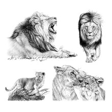 Set Hand Drawn Lion, Sketch Graphics Monochrome Illustration On White Background