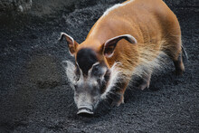 A Single Red River Hog Snuffling In The Dirt