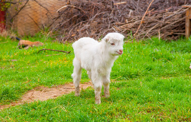 Goats graze in the pasture. A little goat runs along the green spring grass.