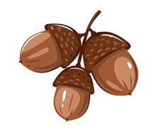 Group of three brown oak acorns isolated illustration, set of three ripe oak nuts composition in front view, clipart of autumn nuts