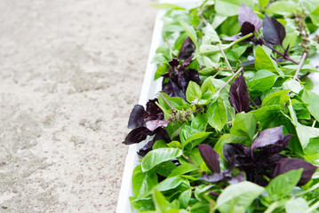 Poster - Basil green and purple plants. Basil, ready to eat or dried.	