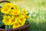 Fototapeta  - Blossoming yellow primrose in a basket