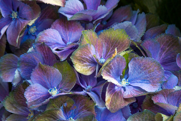 Wall Mural - Macro image, colorful hydrangea flower background