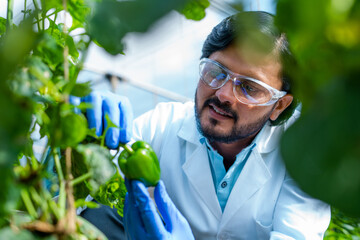 Happy smiling agro scientist seeing lab grown capsicum vegetable plant at greenhouse - conept of professional occupation, successful and research analyst