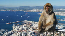 A Defiant Looking Barbary Ape On The Rock Of Gibraltar With The Port Out Of Focus Behind.