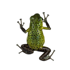 Aufkleber - Oophaga pumilio Punta Laurent frog on transparent. Top view isolated cutout on transparent background.