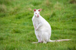 White colored albino wallaby sitting in the green grass in a zoological park, Australian kangaroo