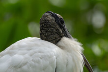 Close Up Wood Stork