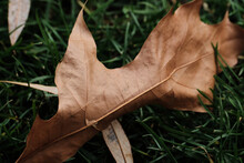 Textured Autumn Leaf On Grass