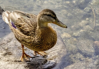 Wall Mural - Duck Lake Etrachsee, Styria, Austria