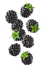 Canvas Print - Various falling fresh ripe blackberries on white background