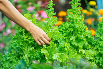 Salad or lettuce leaf growing in garden field, green agriculture organic farm, healthy food for diet. Selective focus