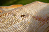 Fototapeta Tęcza - Pszczoła miodne na ramce ula, szuka miodu