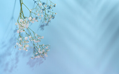 gypsophilia branch with white flowers on a blue background