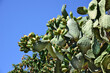 green cactus plant with sharp thorns isolated on blue sky background in sunny day, macro