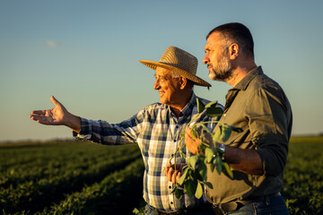 Wall Mural - Two farmers in a field examining soy crop at sunset.