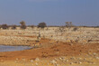 Animals at the waterhole in natural habitat in Etosha National Park in Namibia