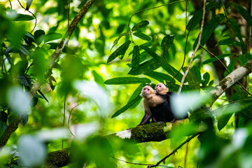 cute wild capuchin monkey with baby on the back sitting on the branch in manuel antonio national park near quepos in costa rica; wildlife of costa rica